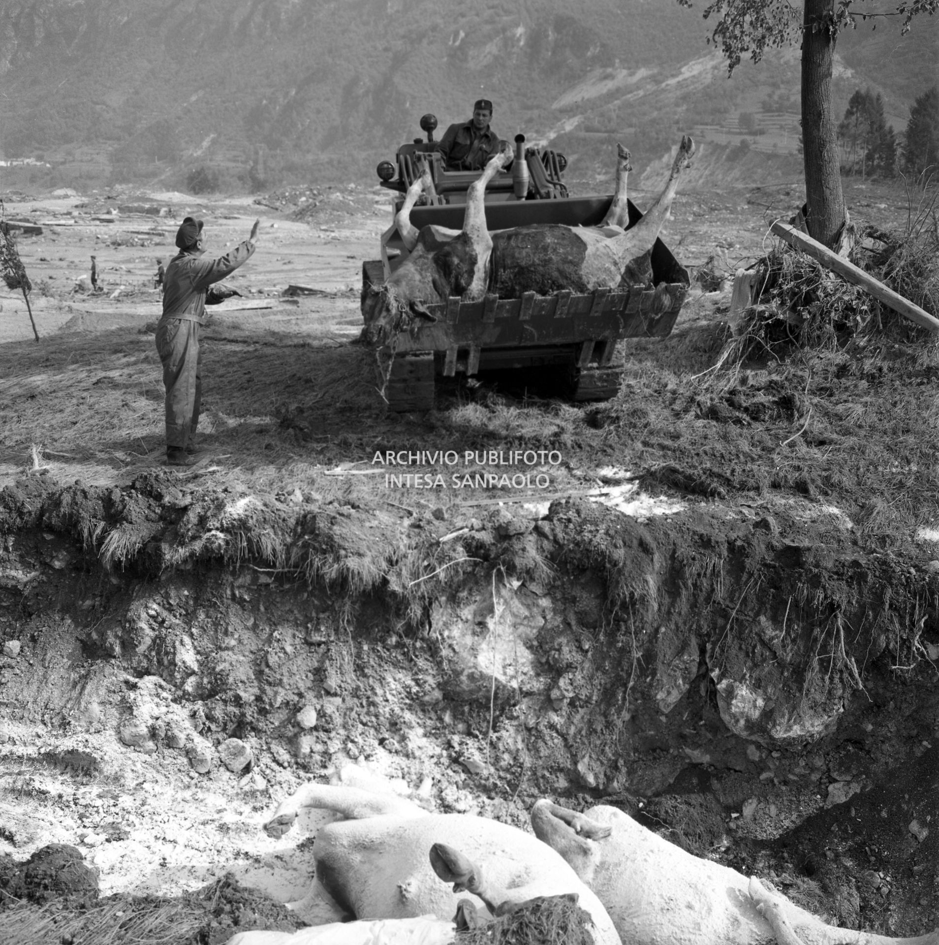 Disastro del Vajont: una ruspa al lavoro per rimuovere le carcasse di alcuni animali deceduti a causa dell'alluvione