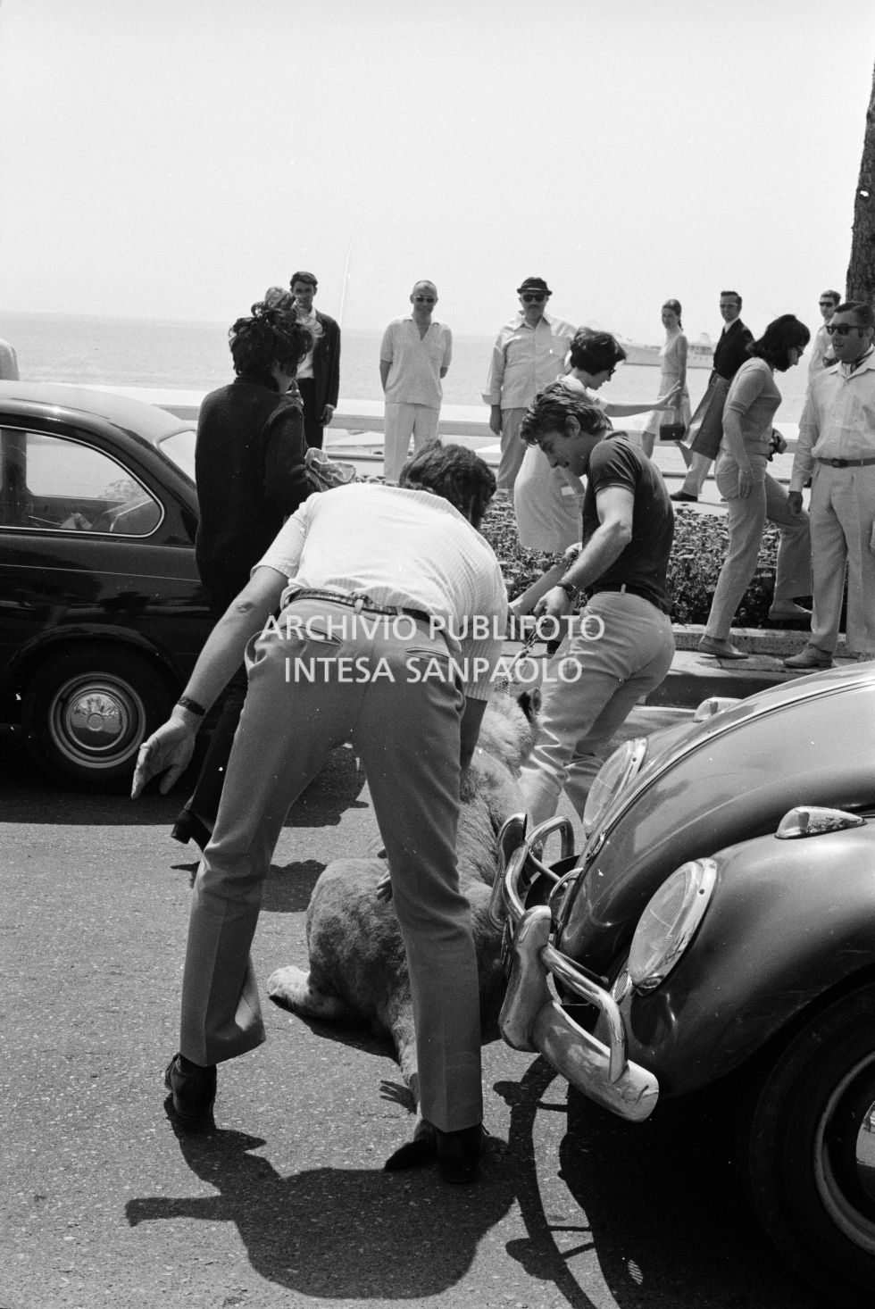 Un uomo alle prese con una giovane leonessa, che porta a spasso alla catena per le vie di Cannes tra i passanti incuriositi, che non vuole muoversi