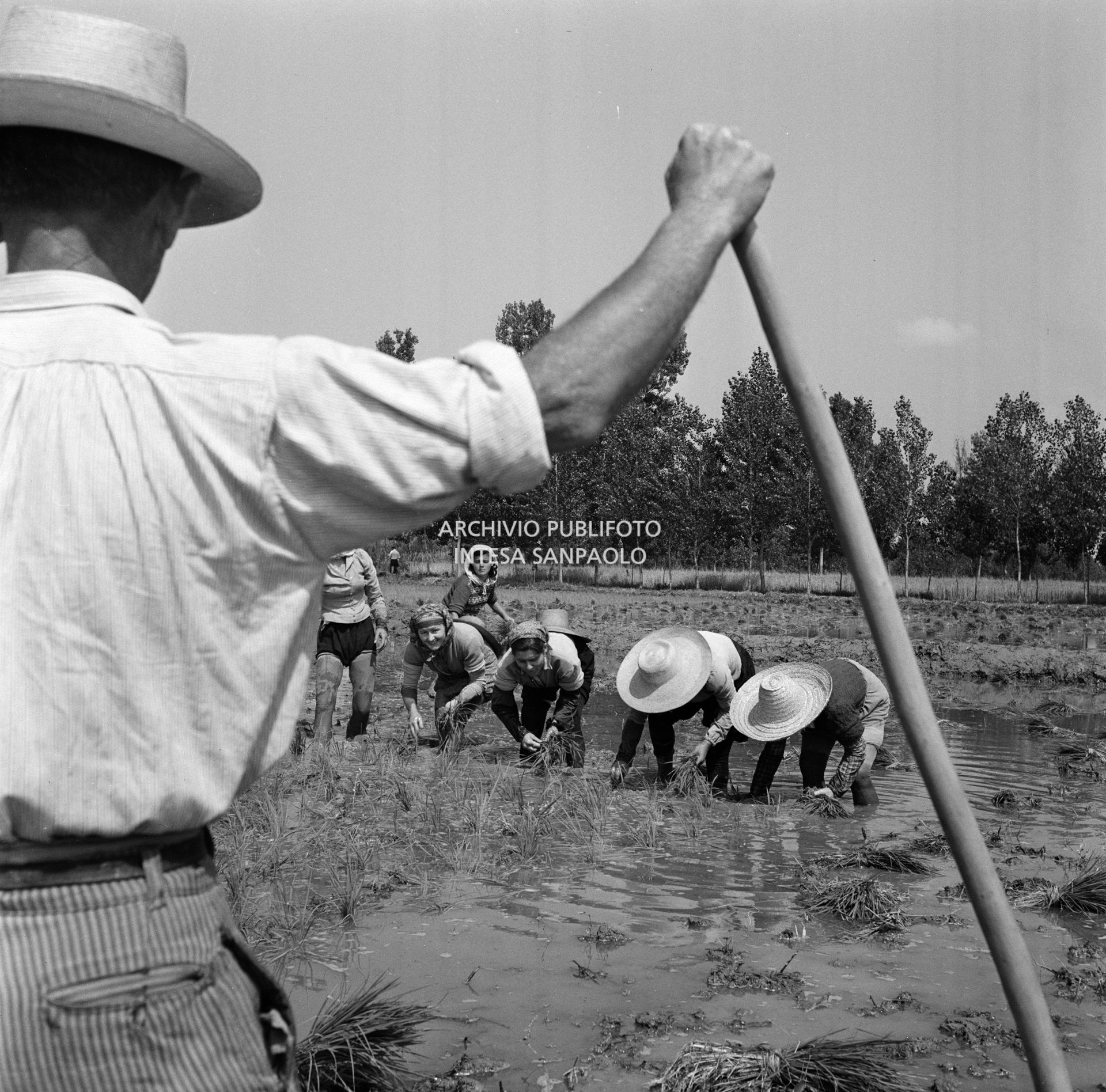 Mondine al lavoro nei campi nei dintorni di Binasco sotto lo sguardo del fattore