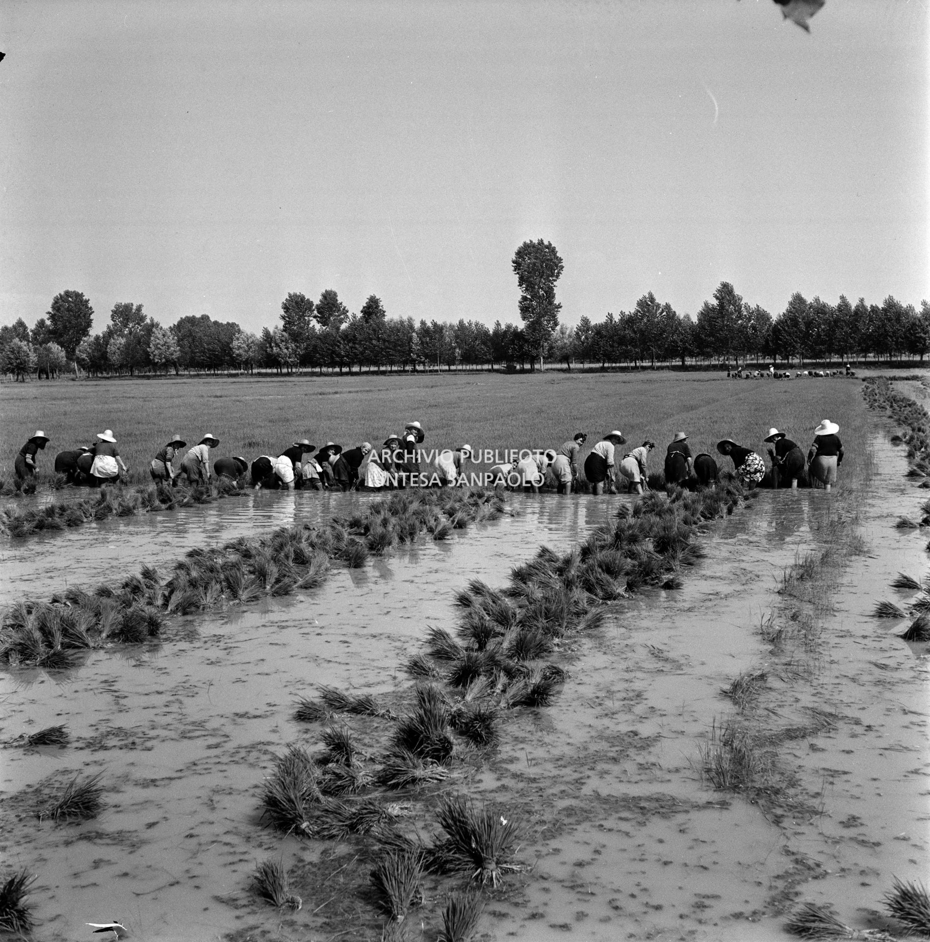 Mondine al lavoro nei campi nei dintorni di Binasco