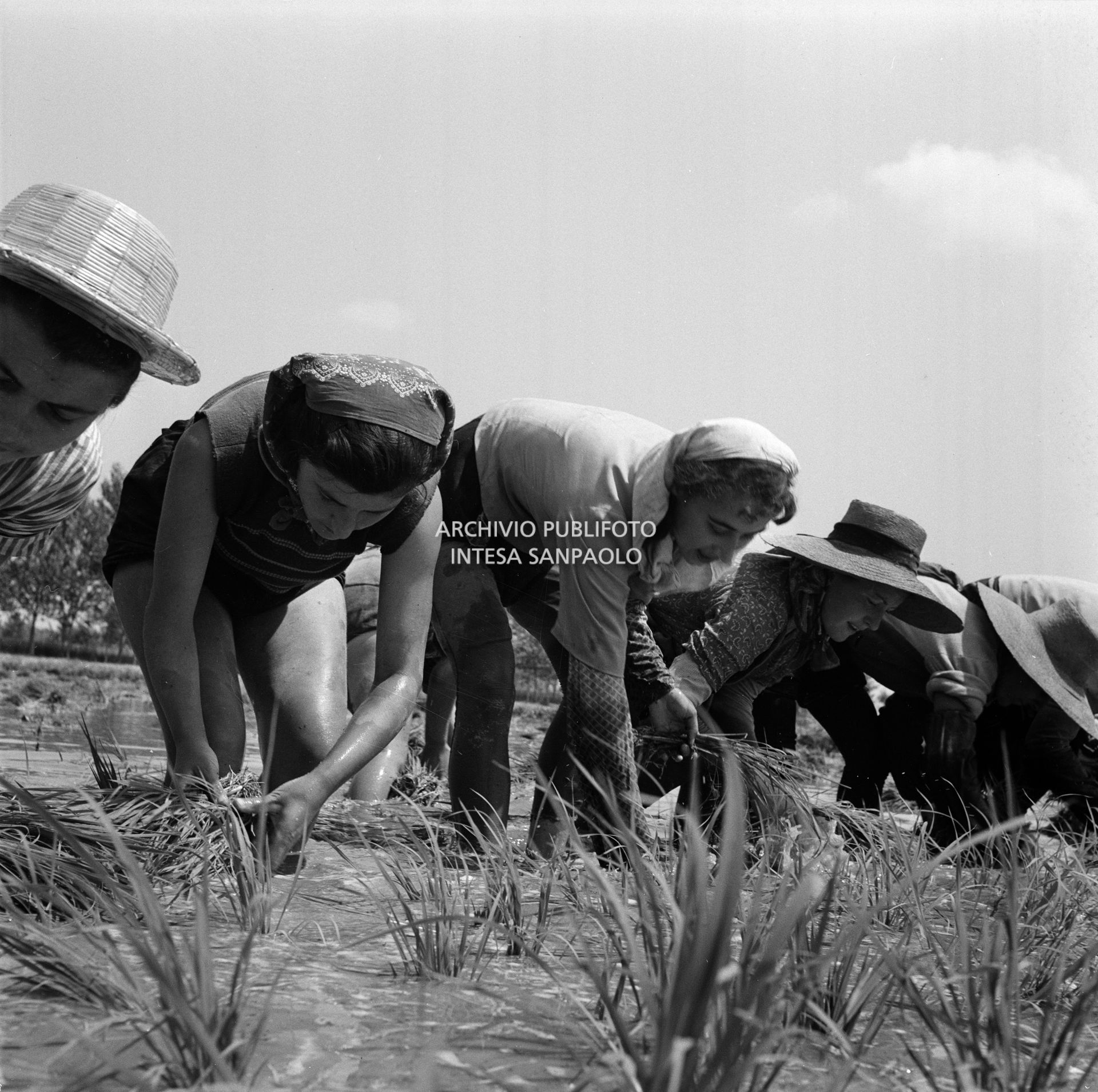 Mondine al lavoro nei campi nei dintorni di Binasco