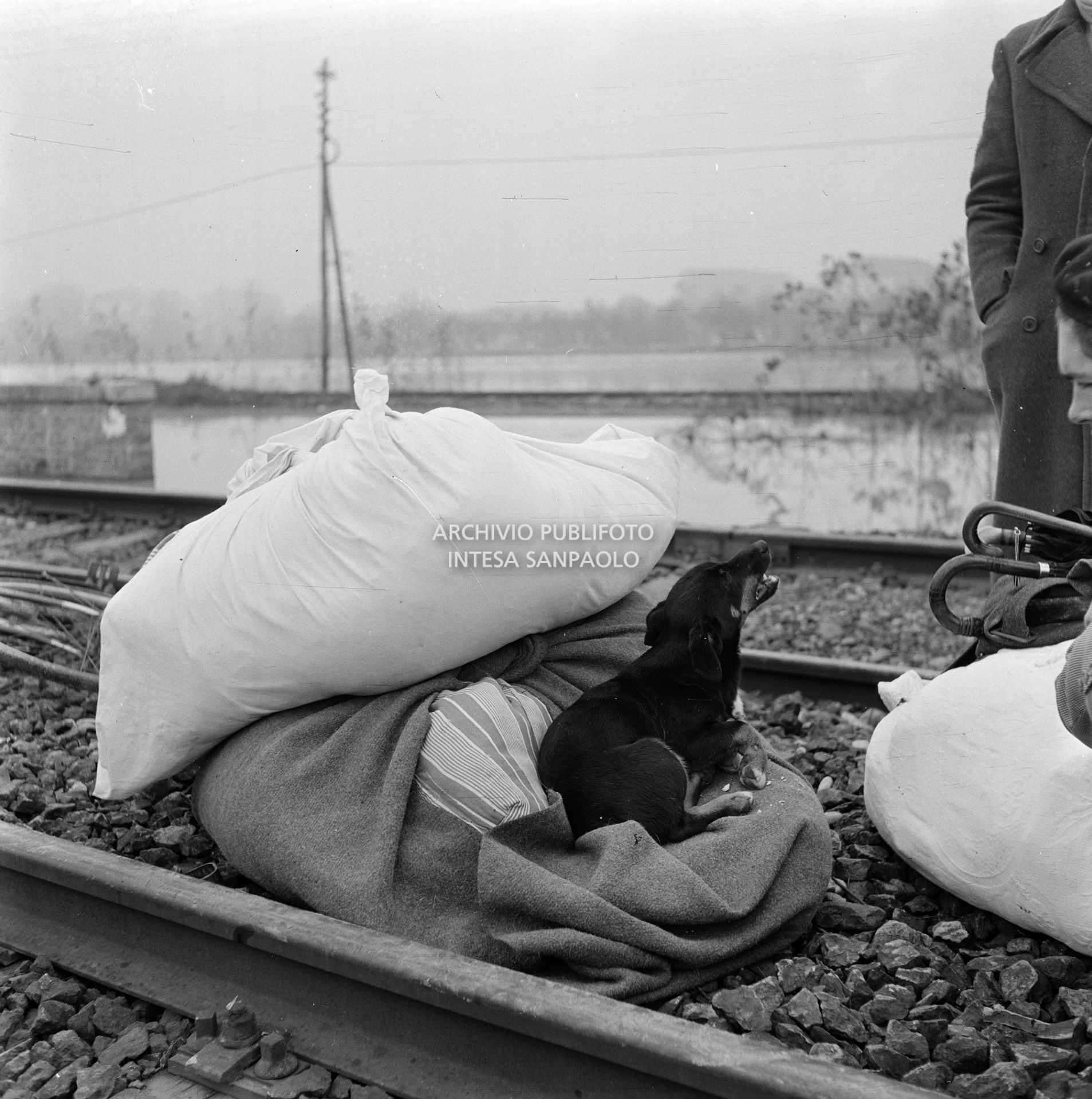 Un cane accucciato su fagotti messi insieme dagli sfollati durante l'alluvione del Polesine