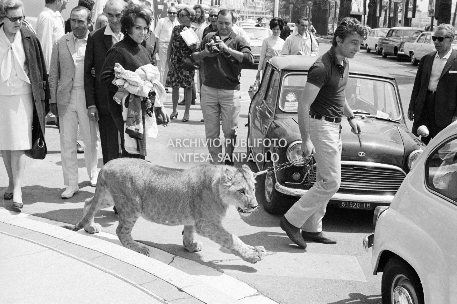 Un uomo porta a spasso una giovane leonessa alla catena, per le vie di Cannes, tra i passanti incuriositi