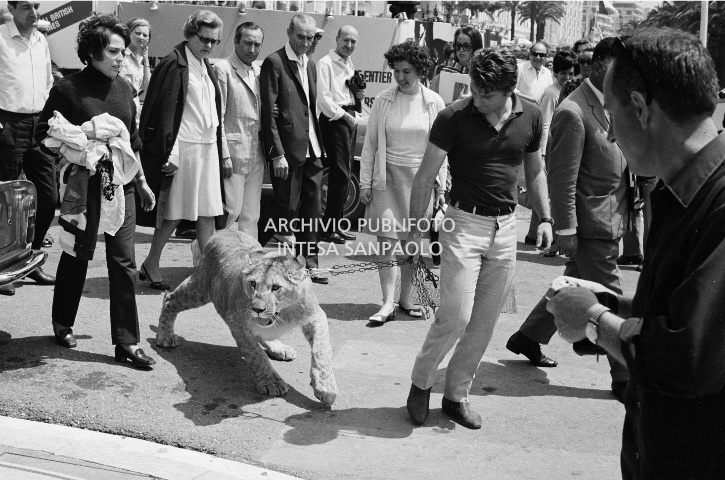 Un uomo porta a spasso una giovane leonessa alla catena, per le vie di Cannes, tra i passanti incuriositi