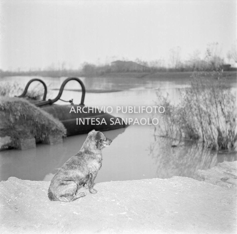 Un cane osserva il paesaggio alluvionato del Polesine<br>113977