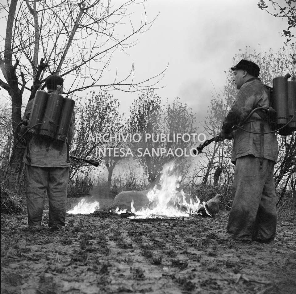 Due uomini bruciano con i lanciafiamme le carcasse dei buoi annegati nell'alluvione del Polesine, nei pressi di Villamarzana<br>114848