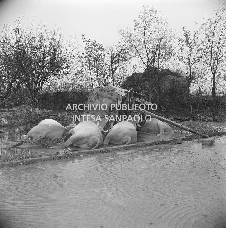 Carcasse di buoi annegati nell'alluvione del Polesine, nei pressi di Villamarzana<br>114855