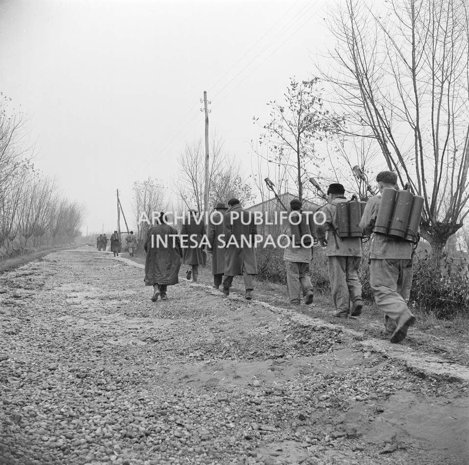 Alluvione del Polesine, nei pressi di Villamarzana: uomini attrezzati con lanciafiamme si avviano a bruciare le carcasse degli animali annegati<br>114864