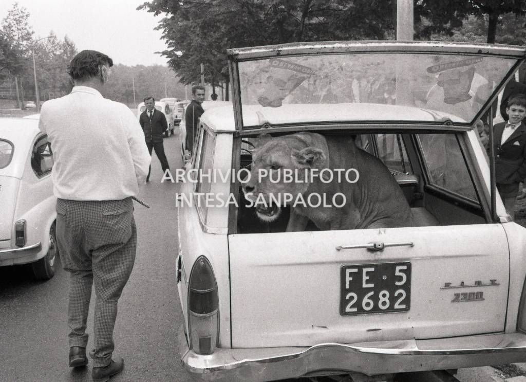 La leonessa Sophia, del circo Orfei, nel bagagliaio di una Fiat 2300 al Parco di Monza<br>722926/4