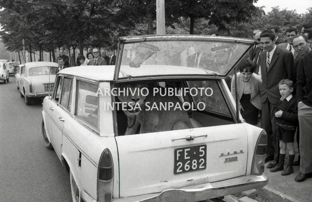 La leonessa Sophia, del circo Orfei, nel bagagliaio di una Fiat 2300 al Parco di Monza<br>722926/5