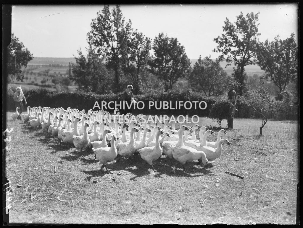 Gruppo di oche condotte dall'allevatore