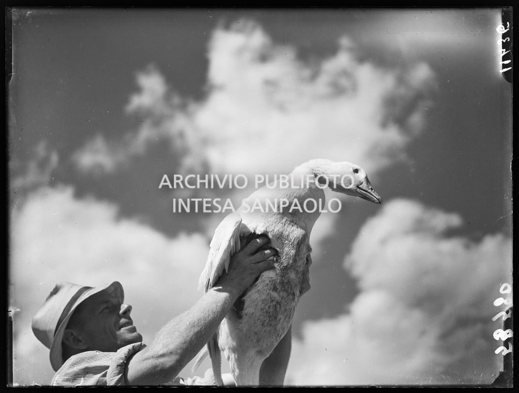 Allevatore solleva un'oca