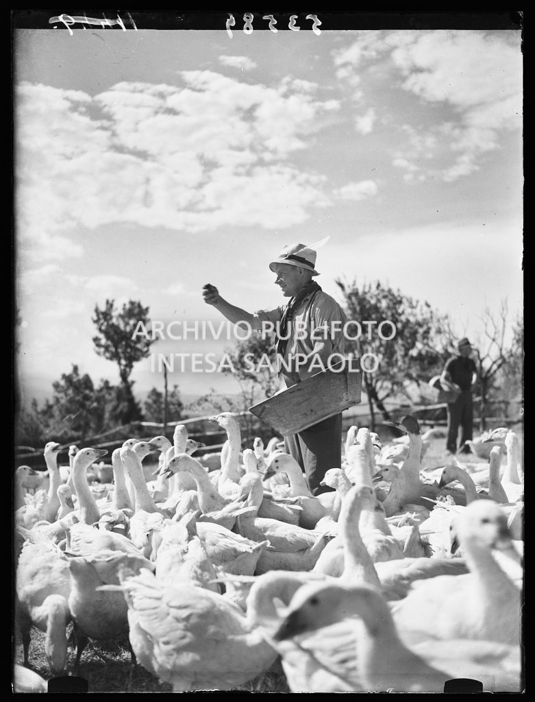 Allevatore distribuisce mangime a un gruppo di oche