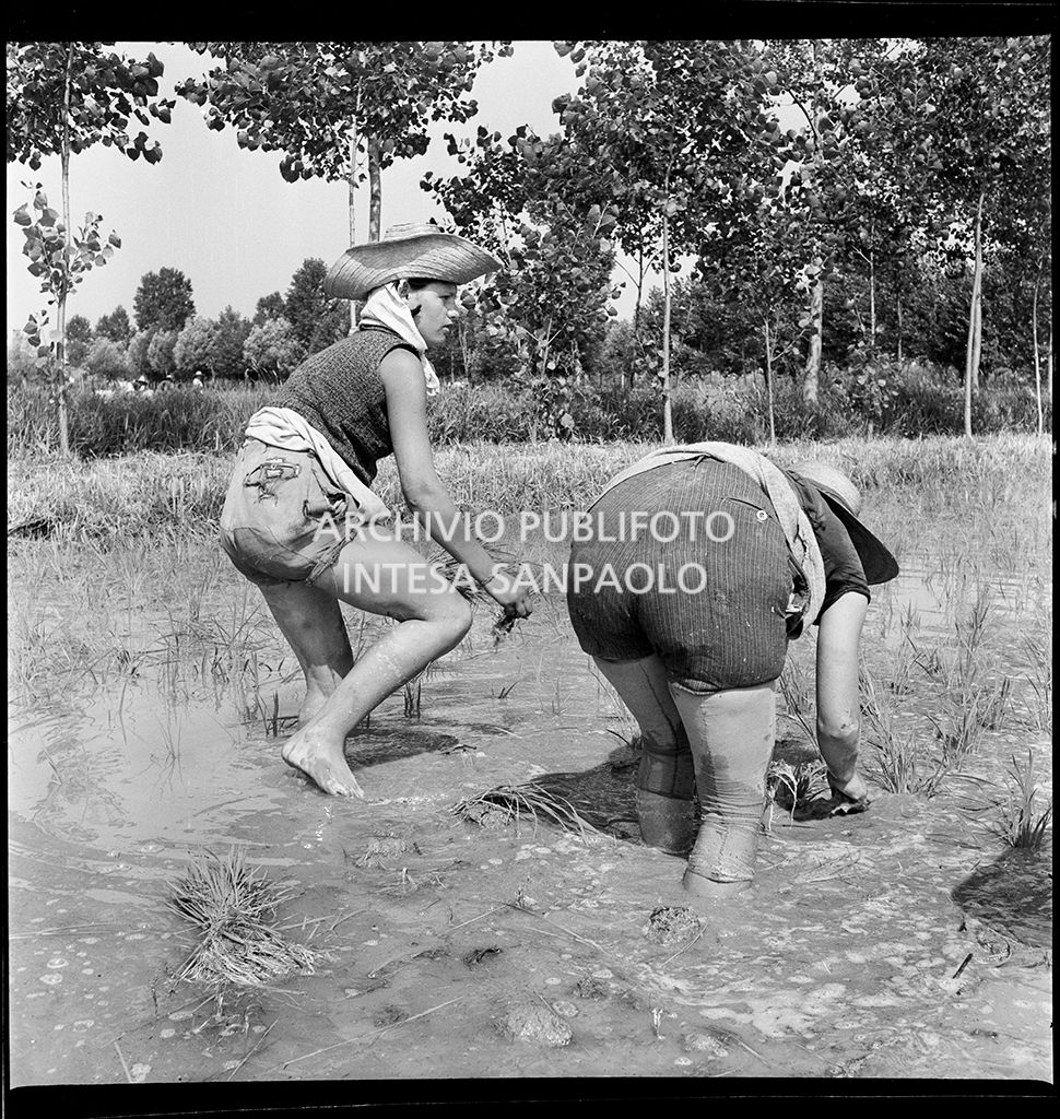 Mondine al lavoro nei campi nei dintorni di Binasco