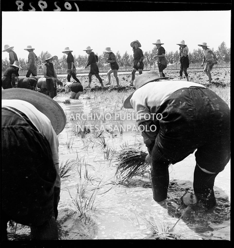 Mondine al lavoro nei campi nei dintorni di Binasco