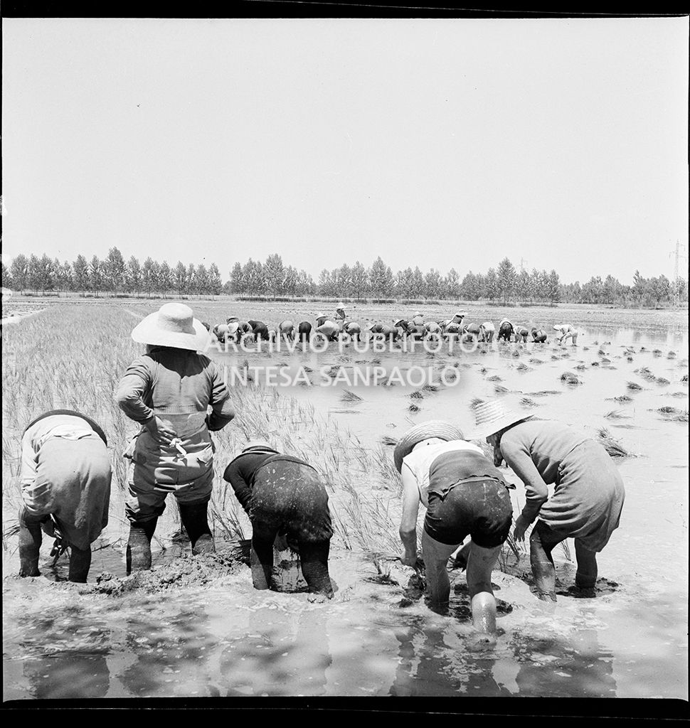 Mondine al lavoro nei campi nei dintorni di Binasco