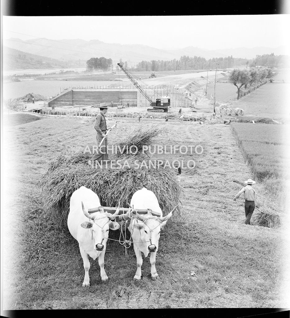 Agricoltori con buoi al lavoro a ridosso del cantiere di costruzione dell'Autostrada del Sole, tratta Casalecchio di Reno-Sasso Marconi,