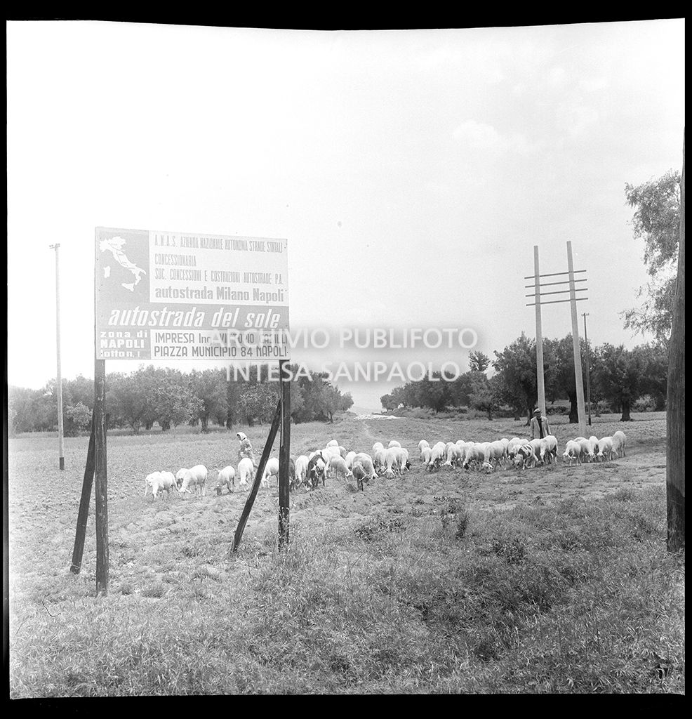 Cartello ANAS, che segnala il cantiere per la costruzione dell'Autostrada del Sole, tratta Napoli-Capua, affidato all'impresa Ing. Vittorio Casilli, in un campo dove sono al pascolo delle pecore
