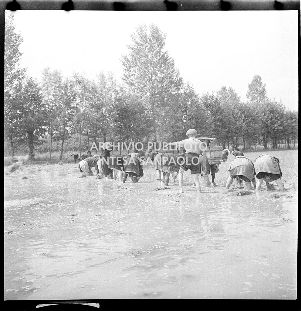 Mondine al lavoro in risaia, tra loro un ragazzino trasporta un secchio e una piccola botte piene d'acqua