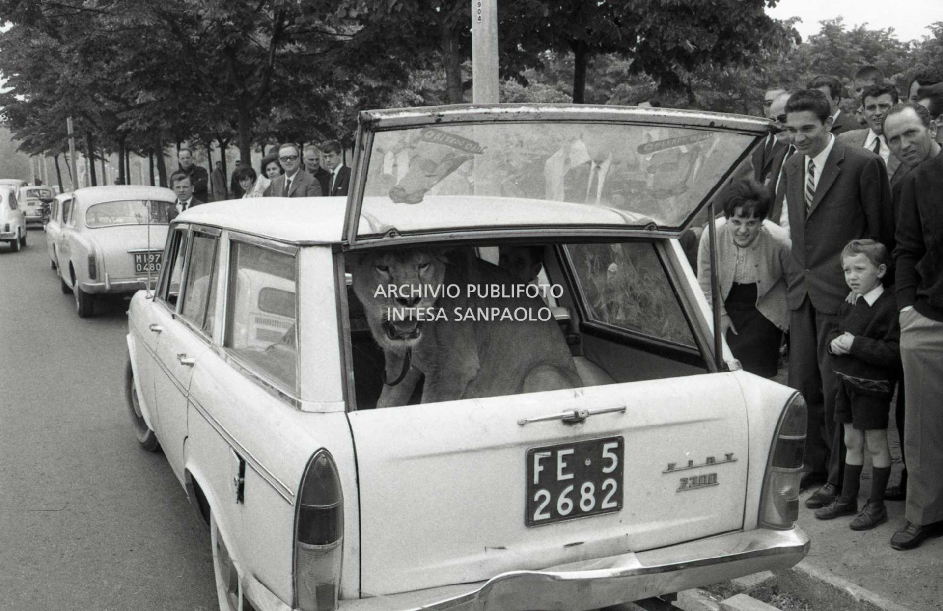 La leonessa Sophia, del circo Orfei, nel bagagliaio di una Fiat 2300 al Parco di Monza