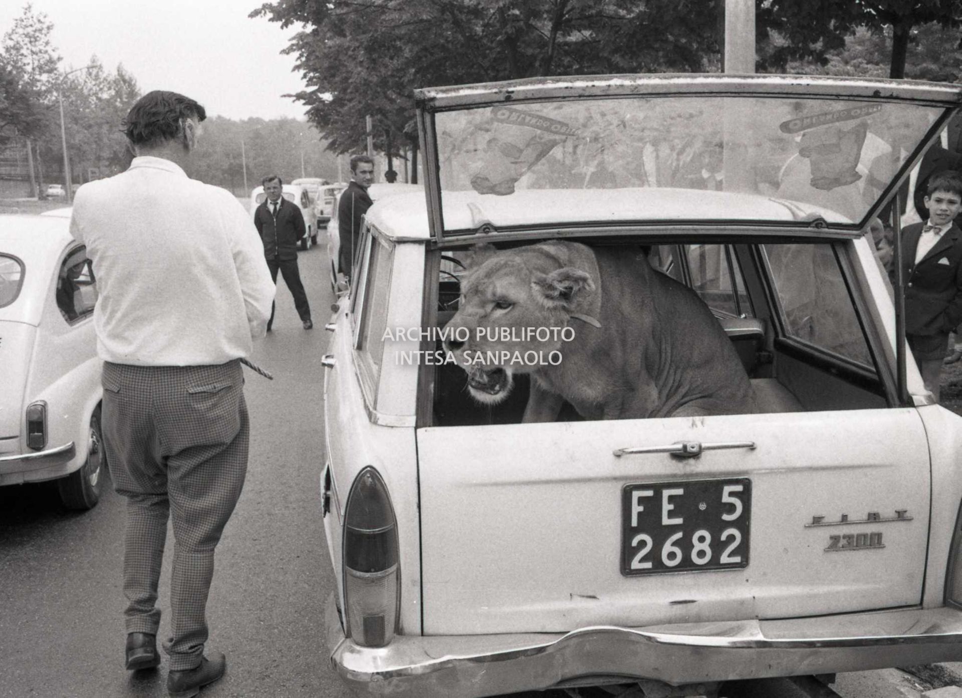 La leonessa Sophia, del circo Orfei, nel bagagliaio di una Fiat 2300 al Parco di Monza