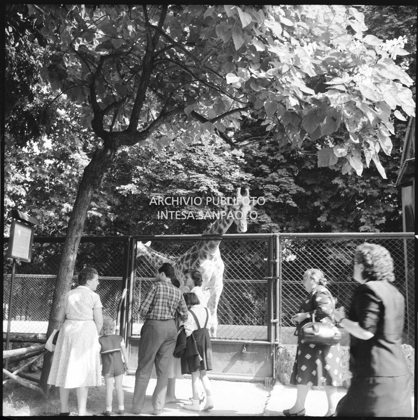 Visitatori davanti alla gabbia delle giraffe allo zoo di Milano ai Giardini pubblici