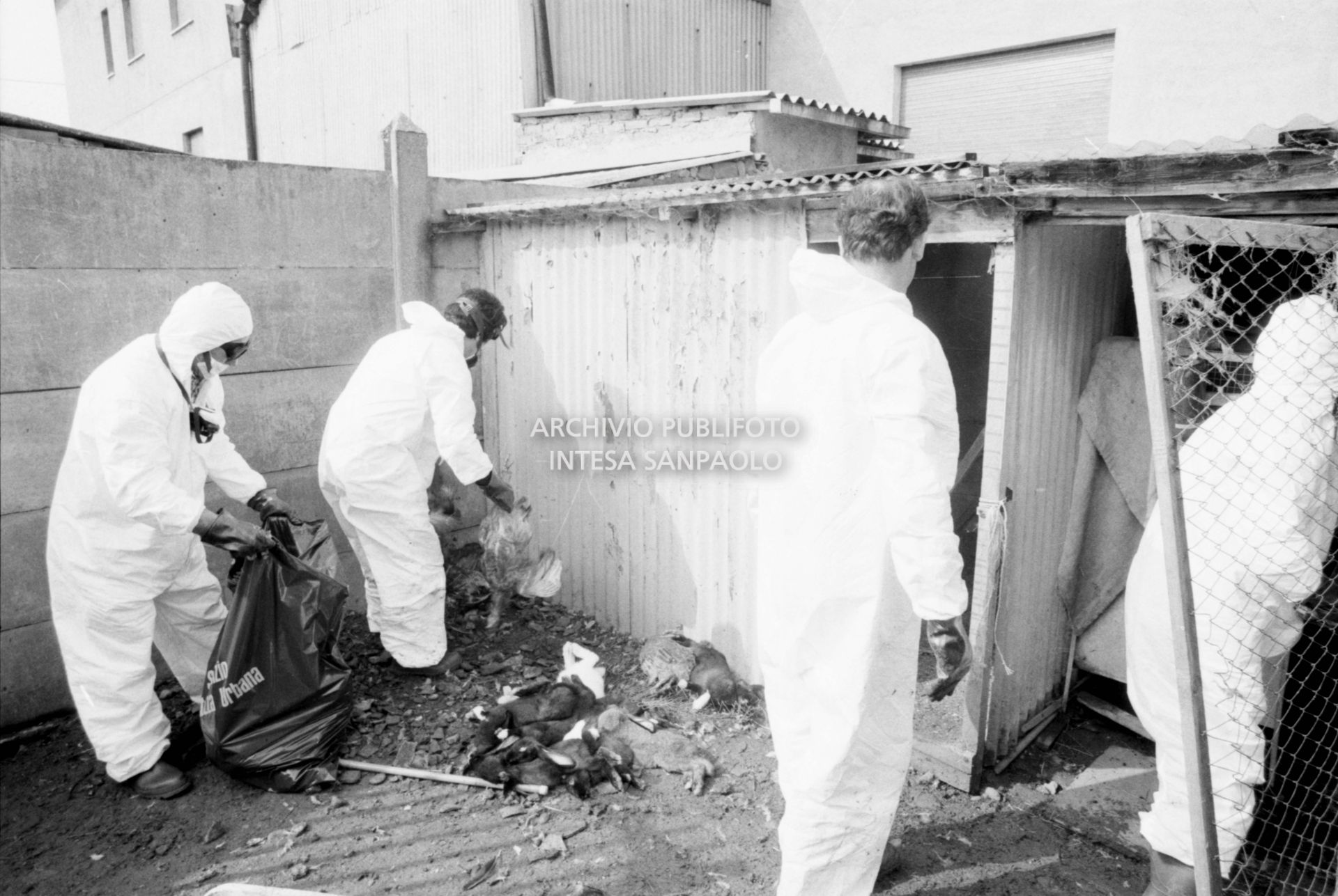 Addetti alla disinfestazione: si raccolgono gli animali morti a causa della nube di diossina sprigionatasi dallo stabilimento dell'ICMESA a Meda