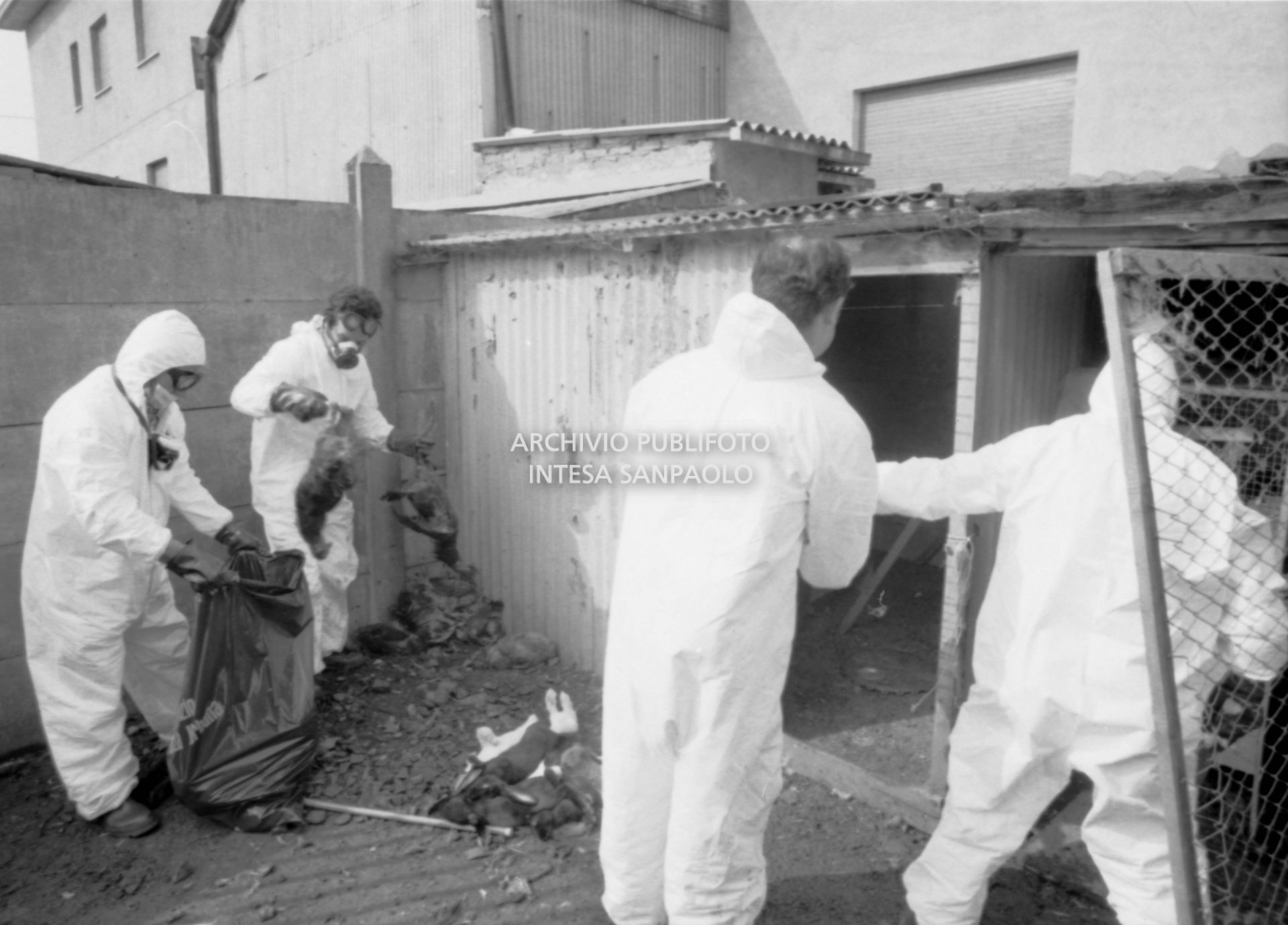Addetti alla disinfestazione: si raccolgono gli animali morti a causa della nube di diossina sprigionatasi dallo stabilimento dell'ICMESA a Meda