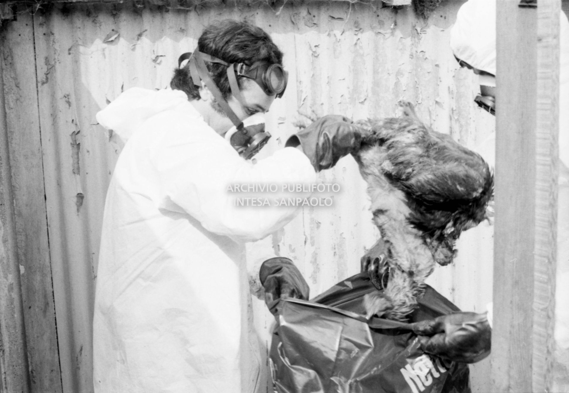 Addetti alla disinfestazione: si raccolgono gli animali morti a causa della nube di diossina sprigionatasi dallo stabilimento dell'ICMESA a Meda