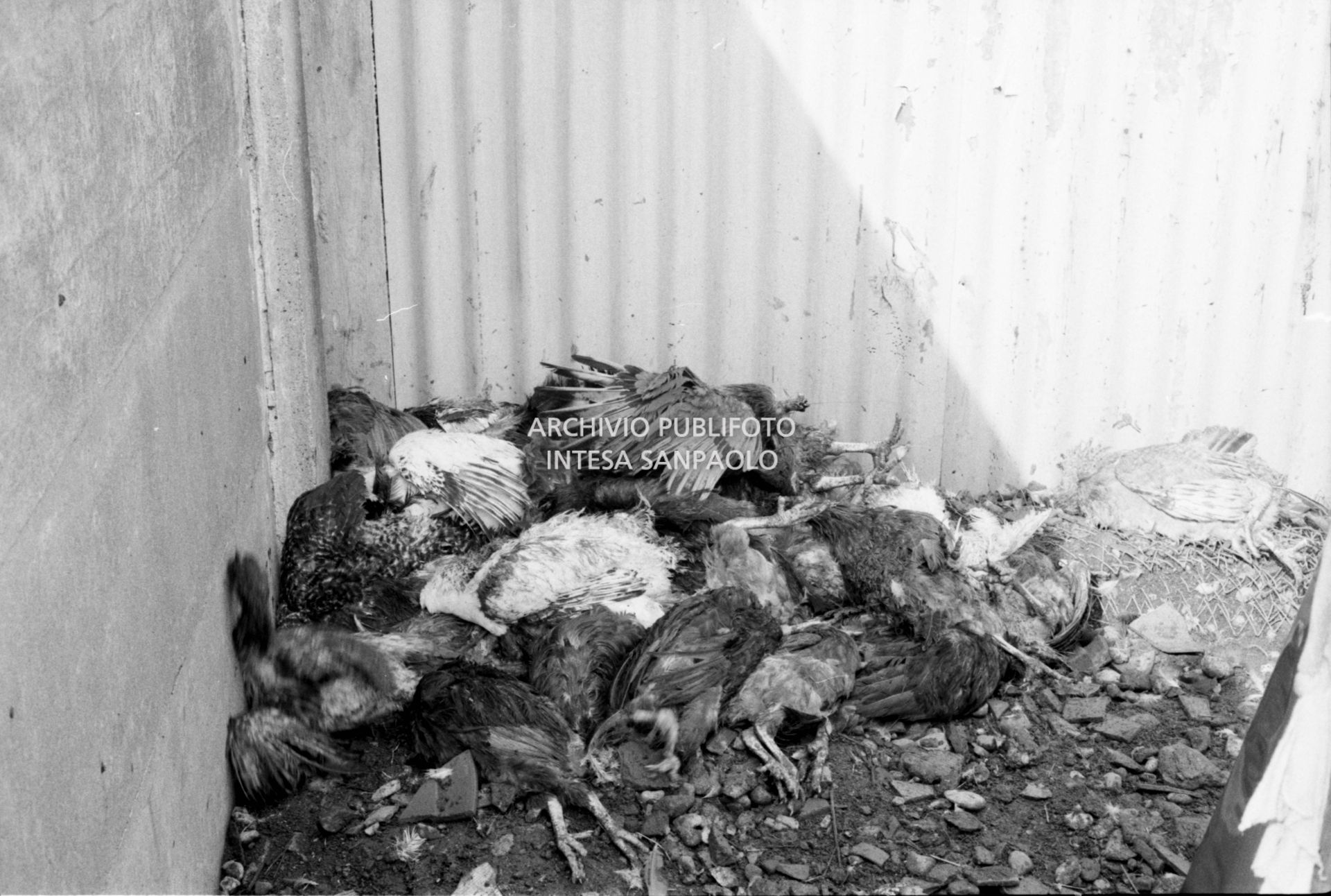 Animali morti a causa della nube di diossina sprigionatasi dallo stabilimento dell'ICMESA a Meda