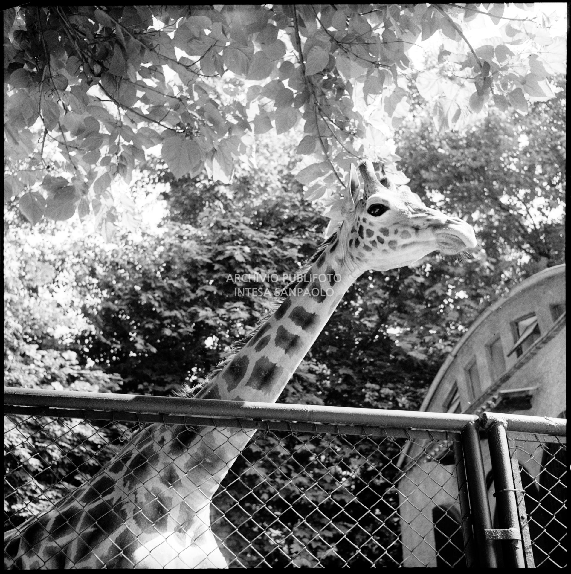 Giraffa allo zoo di Milano ai Giardini pubblici