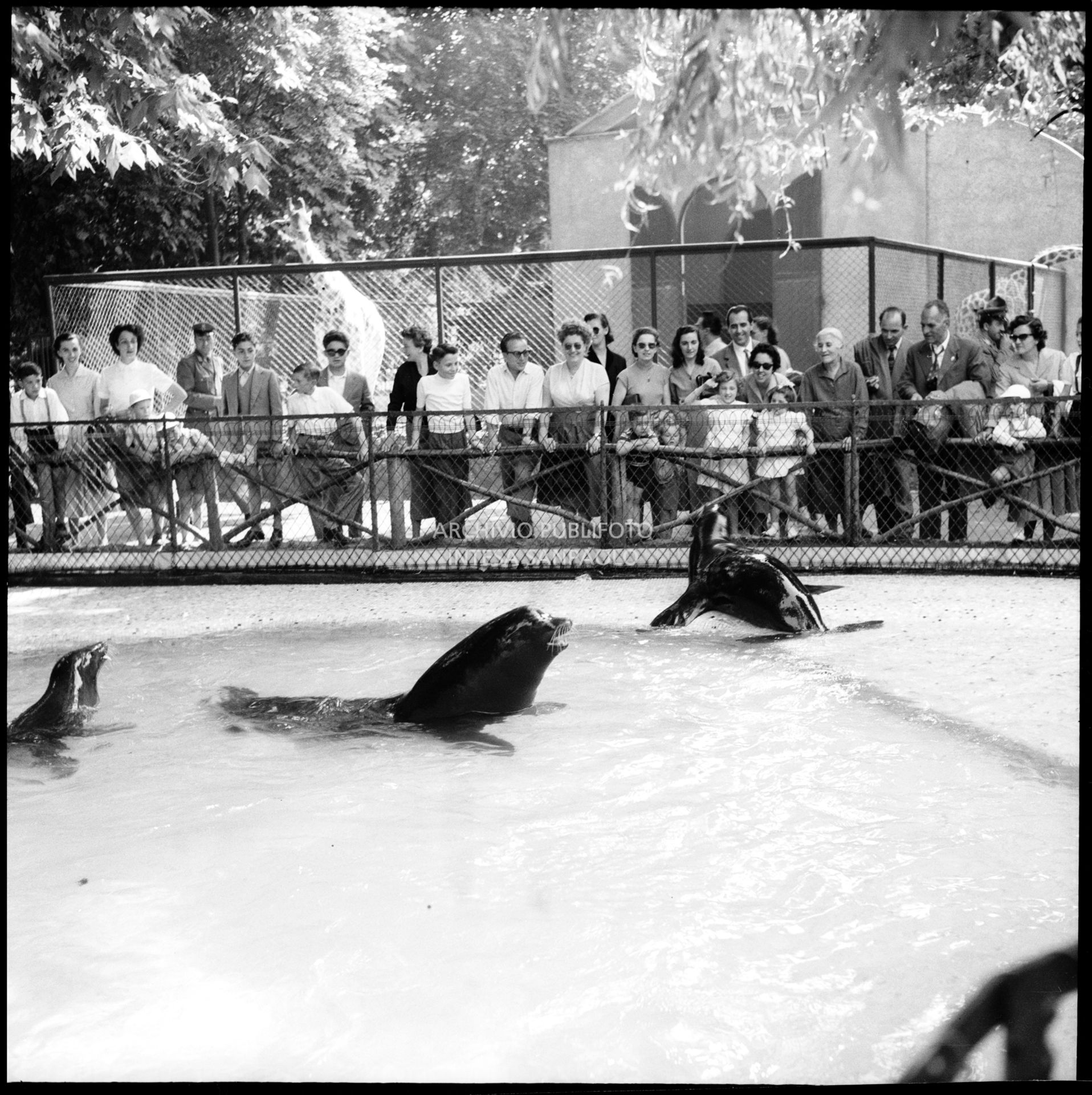La vasca delle foche allo zoo di Milano ai Giardini pubblici