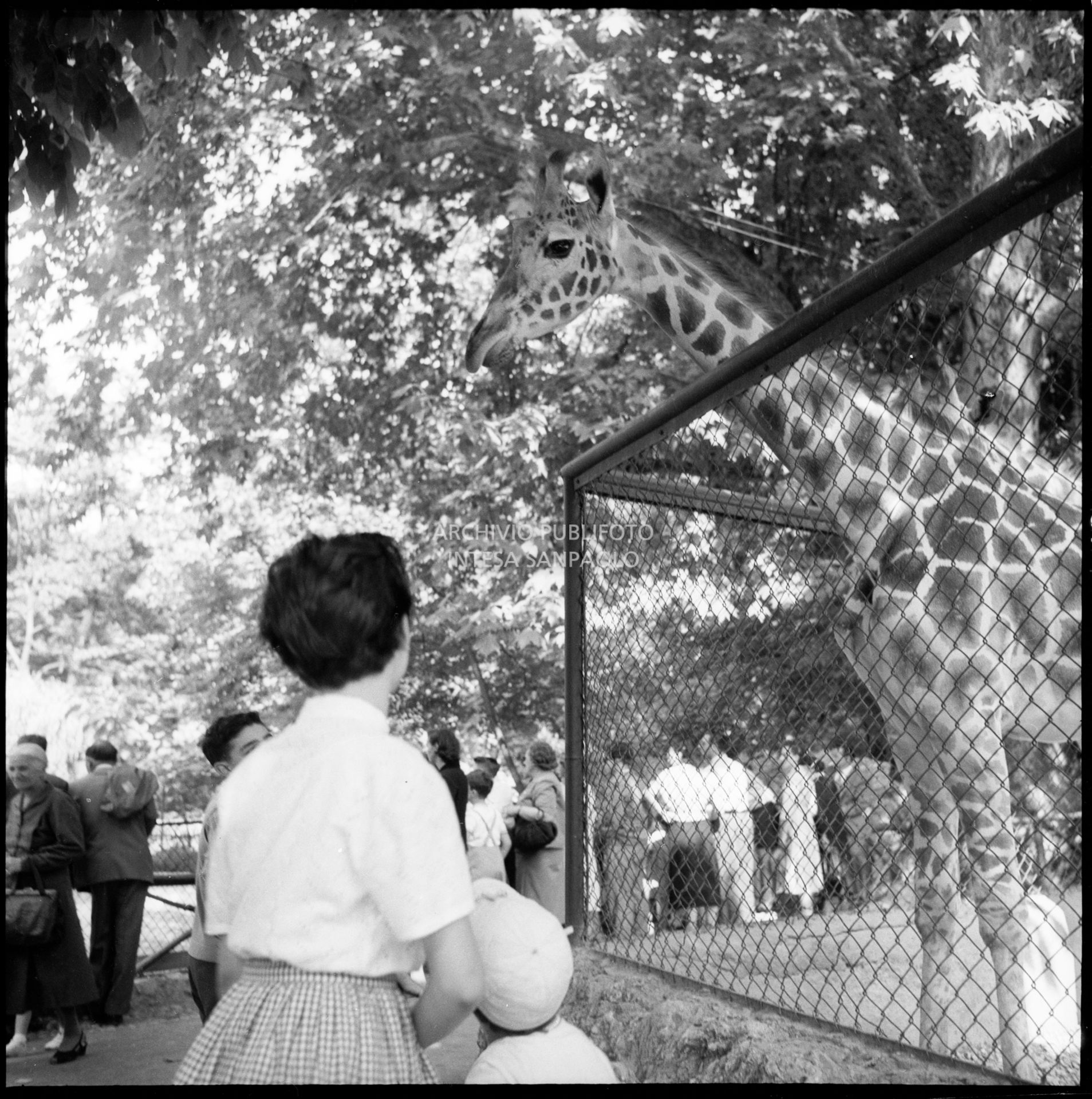 Visitatori davanti alla gabbia delle giraffe allo zoo di Milano ai Giardini pubblici