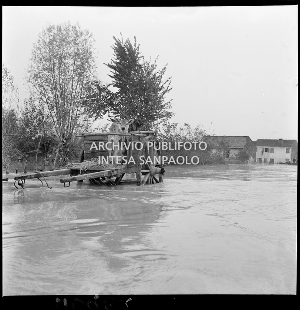 Un vitello messo in salvo su un carretto durante l'alluvione del Polesine