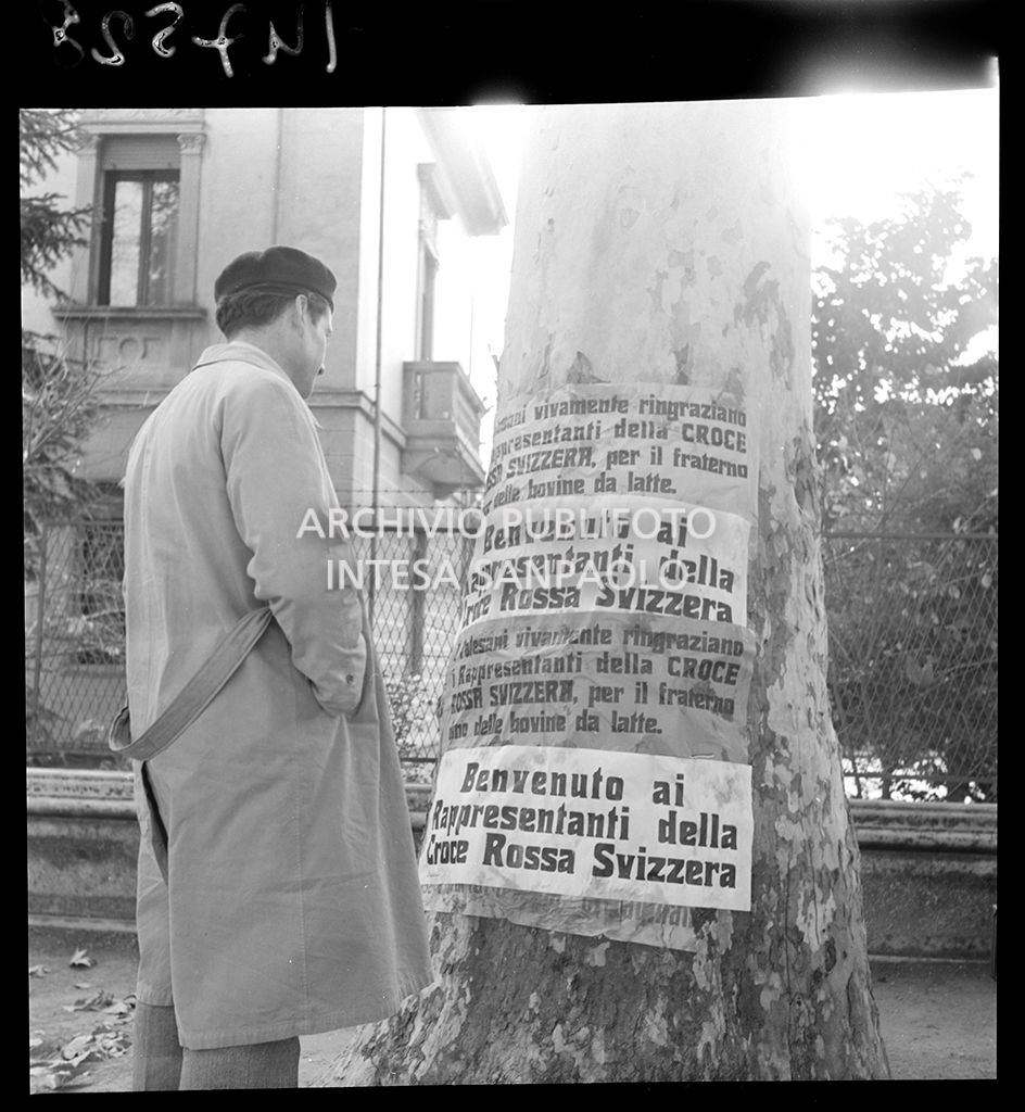 Un uomo legge i manifesti affissi su un platano dove si ringrazia la Croce Rossa Svizzera per il dono delle mucche da latte<br>147528