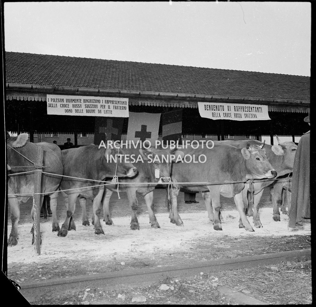Mucche da latte donate dalla Croce Rossa svizzera<br>147629