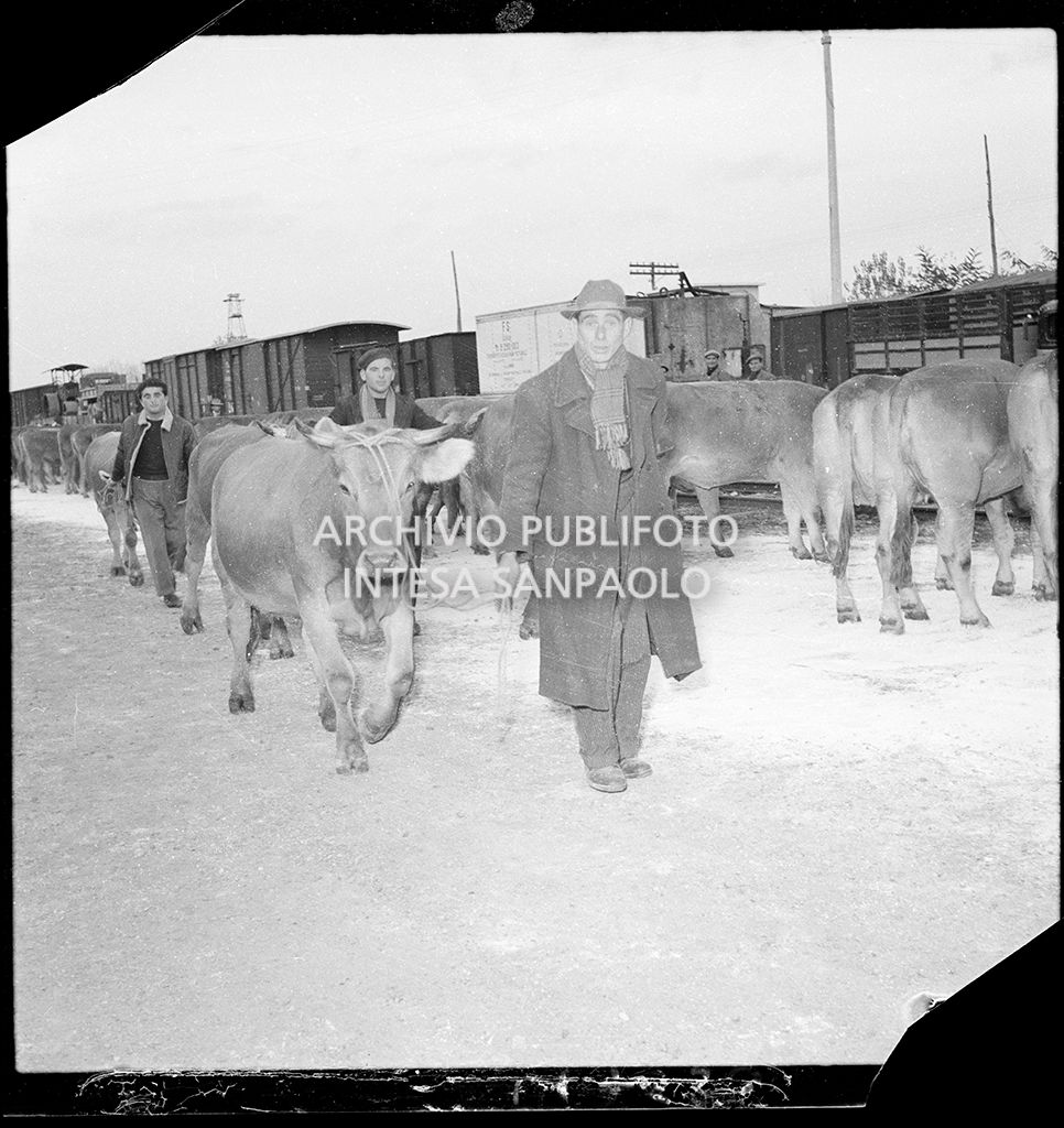 Mucche da latte donate dalla Croce Rossa svizzera<br>147630