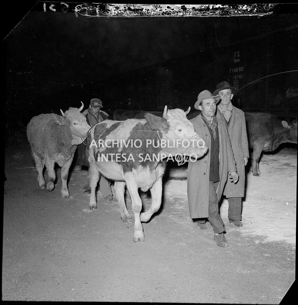 Mucche da latte donate dalla Croce Rossa svizzera<br>147631