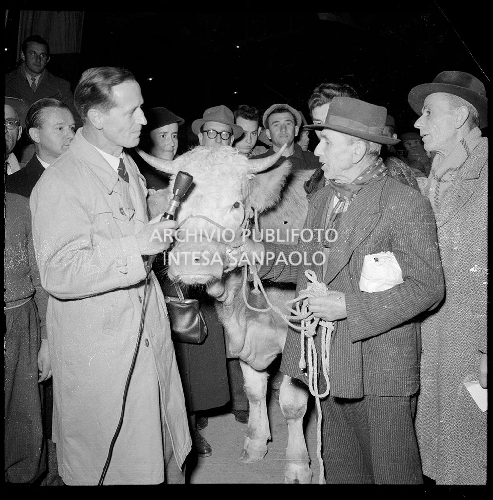 Mucche da latte donate dalla Croce Rossa svizzera<br>147632