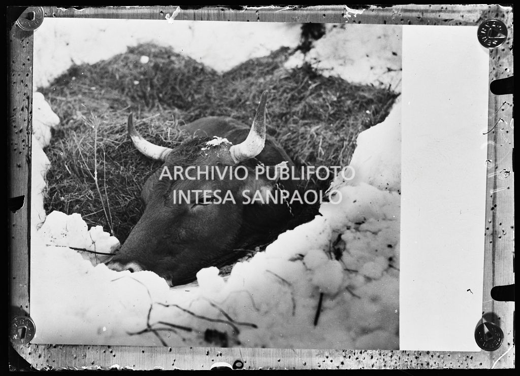 Una mucca incastrata nella neve dopo una valanga<br>196588