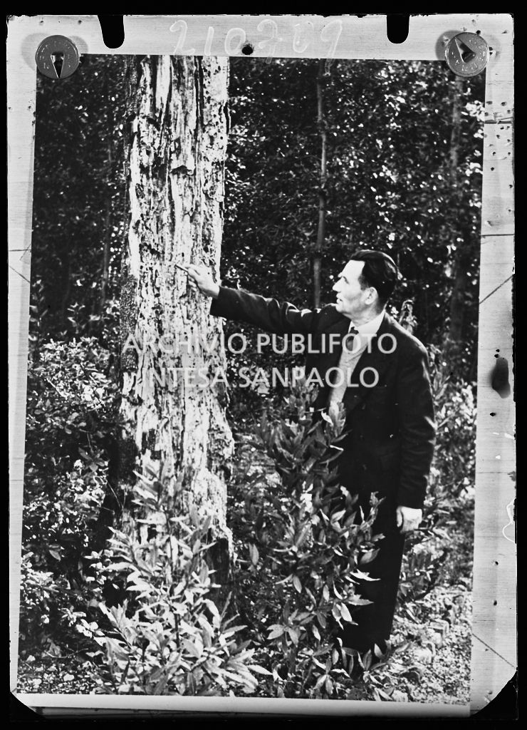 Un uomo mostra i danni subiti da un albero del  Giardino di Boboli a Firenze a causa delle termiti<br>210709
