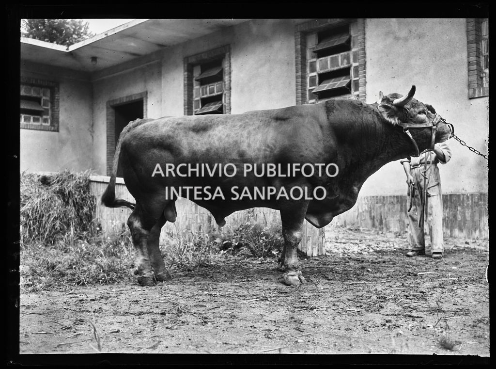 Toro presso l'Istituto Spallanzani di Milano<br>217337