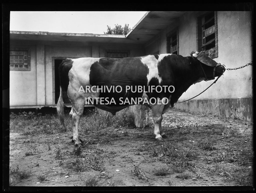 Toro presso l'Istituto Spallanzani di Milano<br>217338