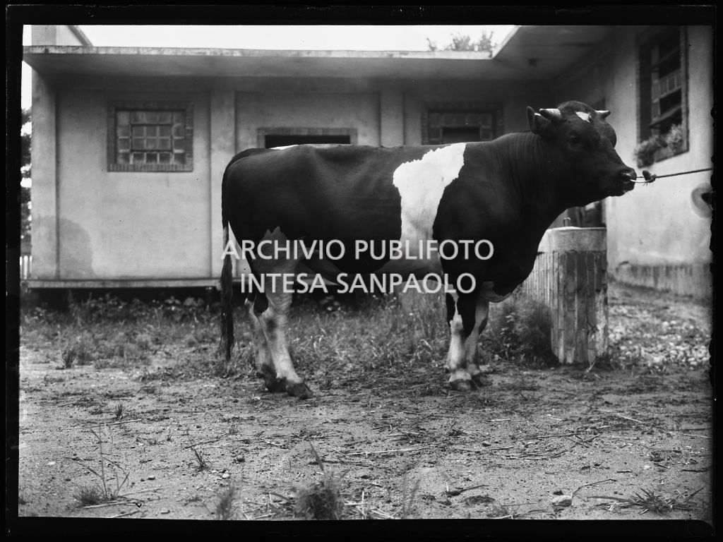 Toro presso l'Istituto Spallanzani di Milano<br>217339