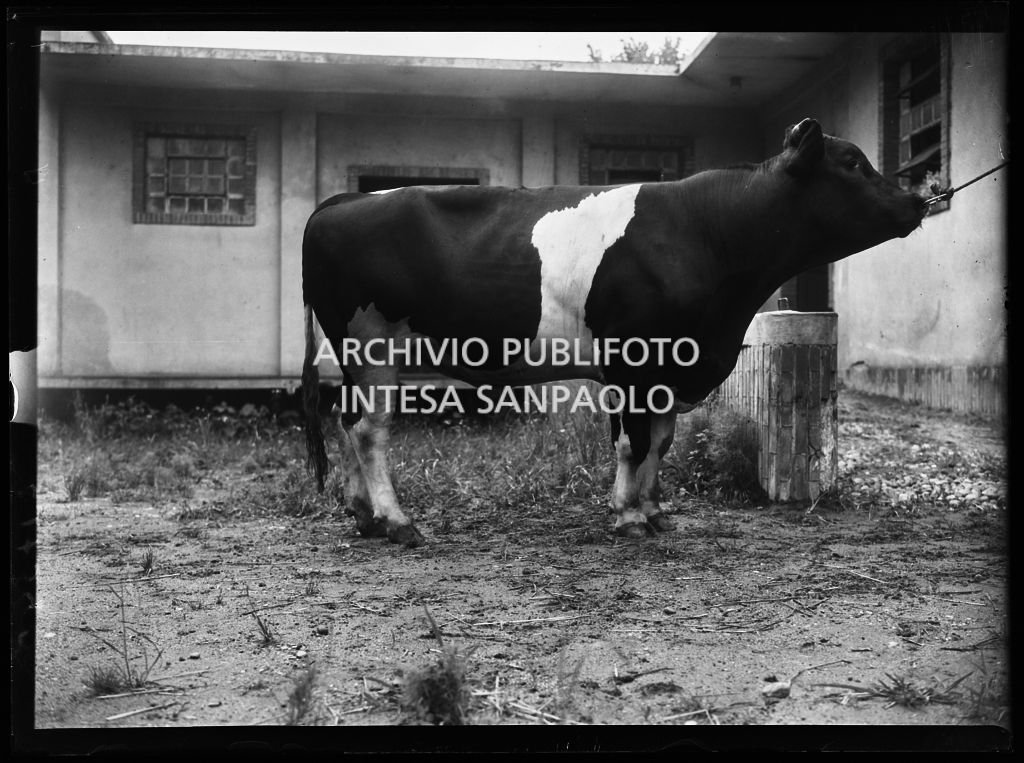 Toro presso l'Istituto Spallanzani di Milano<br>217340