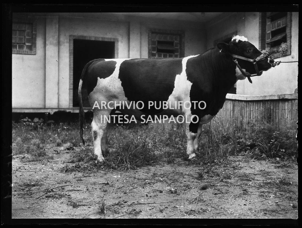 Toro presso l'Istituto Spallanzani di Milano<br>217341