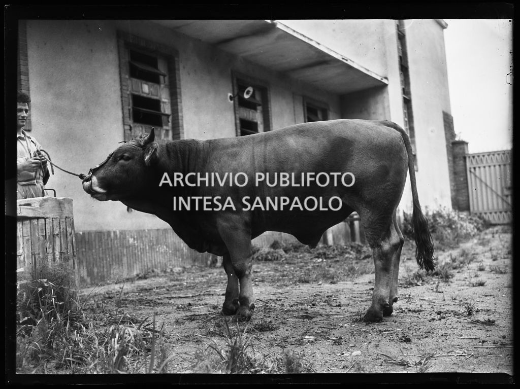 Toro presso l'Istituto Spallanzani di Milano<br>217342