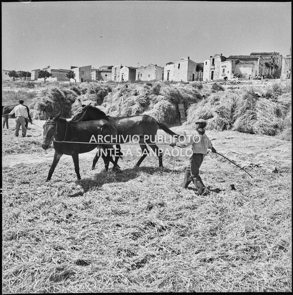 Cavalli per la battitura delle spighe dopo la mietitura a Palma di Montichiaro<br>221882