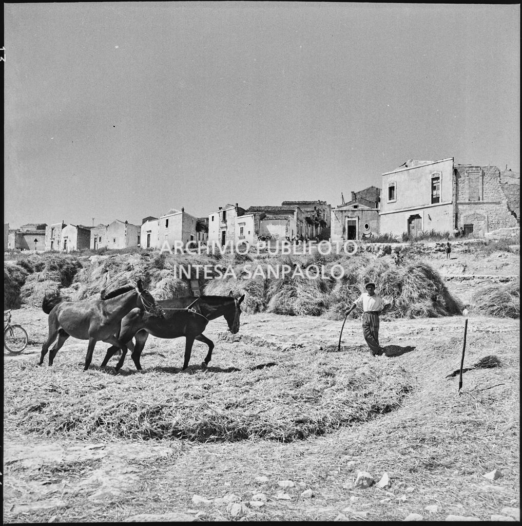 Cavalli per la battitura delle spighe dopo la mietitura a Palma di Montichiaro<br>221883