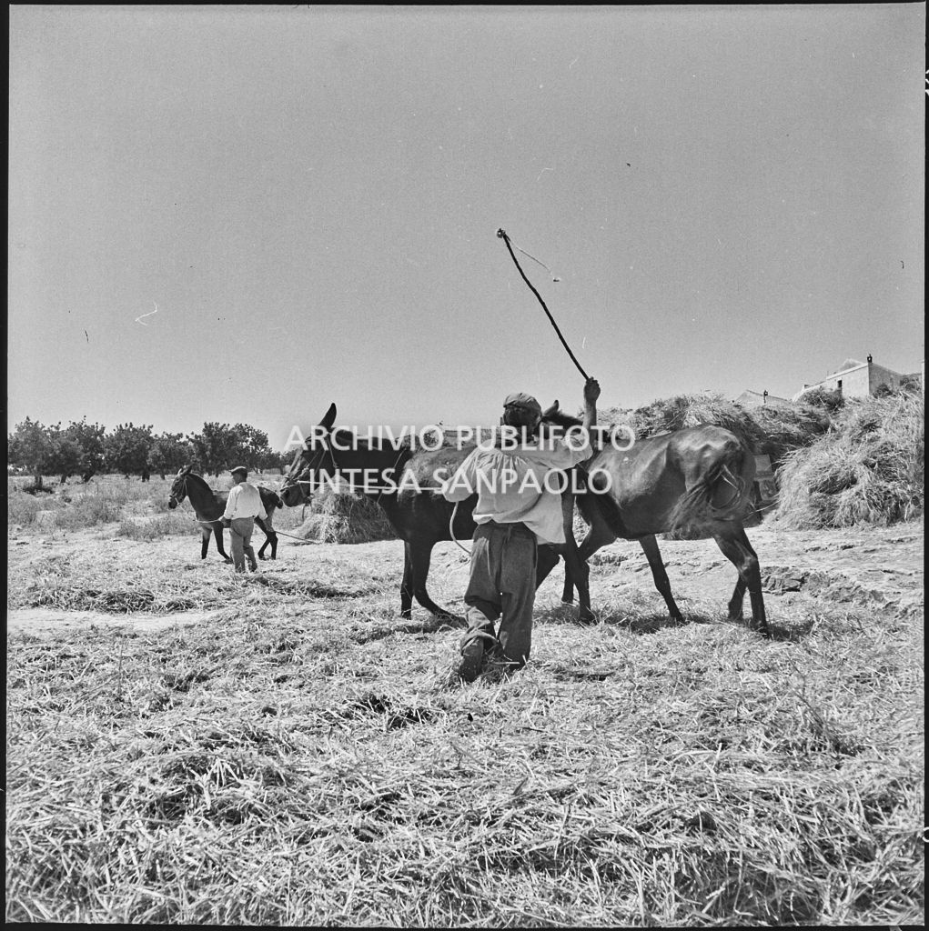 Cavalli per la battitura delle spighe dopo la mietitura a Palma di Montichiaro<br>221884